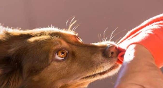 World Rabies Day 2021 TheHealthSite