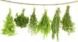 Reap health benefits by including these healthy herbs in your diet