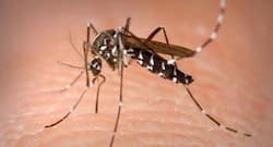 Follow these natural ways and get rid of mosquitoes in your house