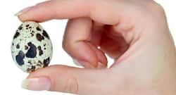 Know the health benefits of quail eggs
