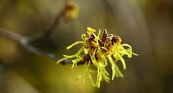 4 ways witch hazel can enhance your skin