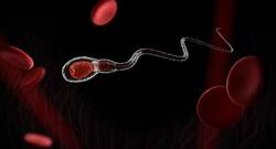 40 पार कर रहे पुरुषों को जानना चाहिए हेमोस्पर्मिया के बारे में