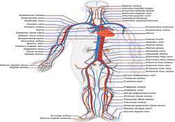 Foods to improve your circulation