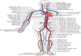 Foods to improve your circulation