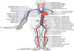 Foods to improve your circulation