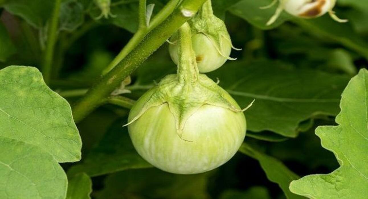 Know about these natural remedies to treat skin cancer