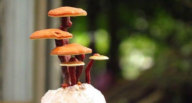 Reishi Mushroom Benefits For Skin: 5 Health Benefits Of Ganoderma Mushroom