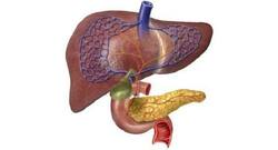 Lab-grown liver may help manage acute liver failure