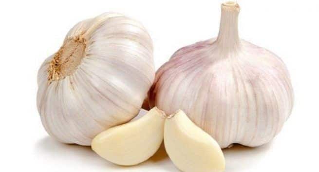 garlic