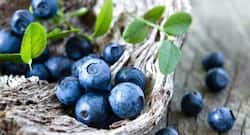 Eating blueberries can improve heart health