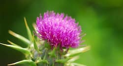 Know why milk thistle is good for your health