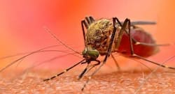 Zoonotic malaria parasite found in Indian patients: AIIMS researchers sound alarm