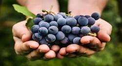 क्‍या डायबिटीज के मरीज काले अंगूर खा सकते हैं ?
