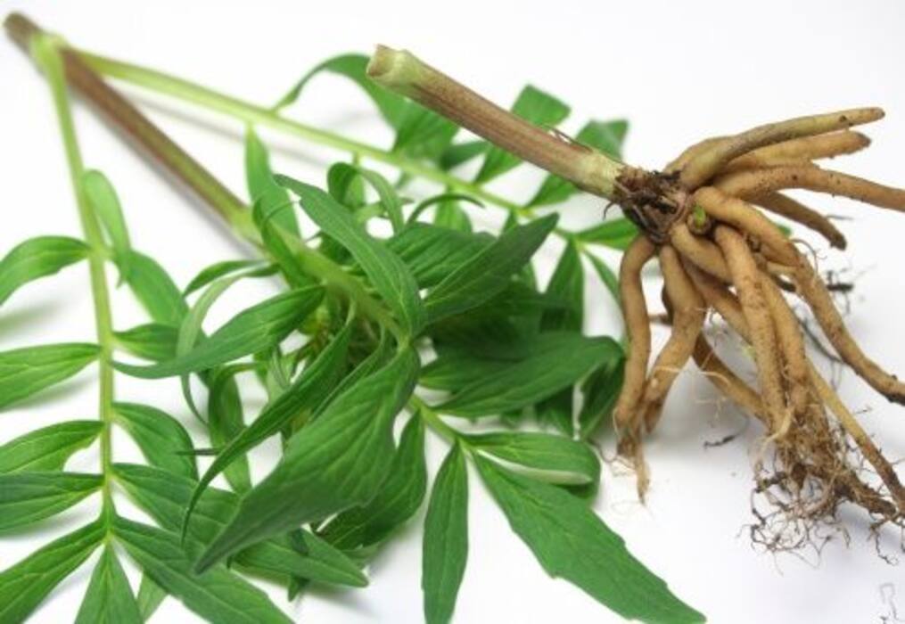 A Deeper Dive Into Adaptogens: Key Properties Of Herbs In The Collection