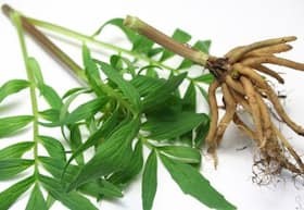 6 health benefits of valerian root