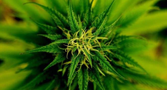 marijuana-and-cannabis-use