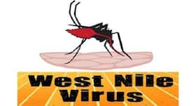 All you need to know about West Nile Virus