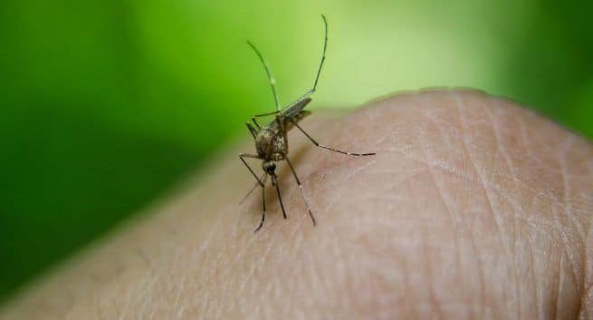 5 Tips to Avoid Malaria