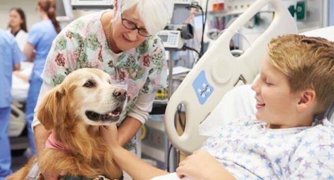 how to become an animal assisted therapist