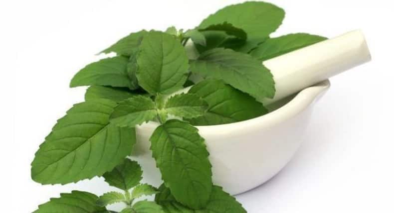 Papaya leaves are beneficial in dealing with dengue