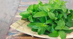 Today Health Tips: Here is why you should add mint in your grocery list?