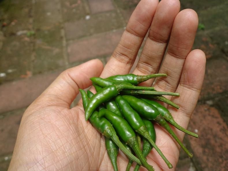 गर्मियों में हरी मिर्च क्यों खानी चाहिए ?
