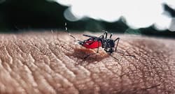 World Malaria Day 2019: Types and symptoms of this mosquito-borne disease