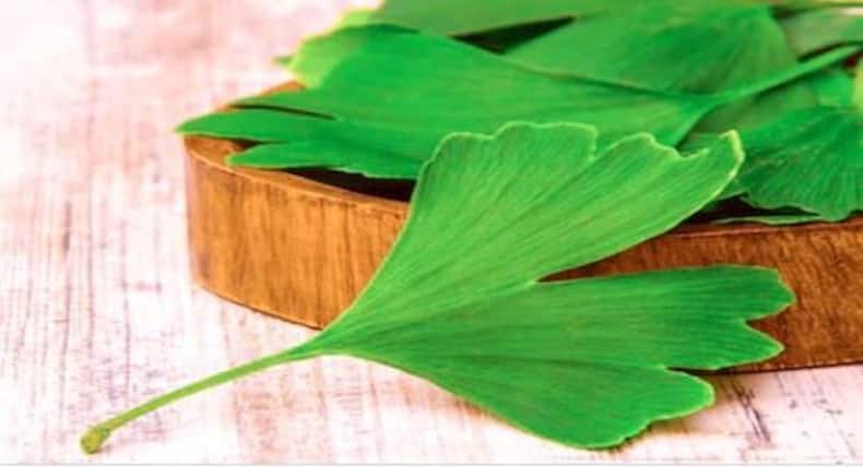 वर्ल्ड पार्किंसंस डे 2019 : आयुर्वेद में छिपा है पार्किंसंस डिजीज का इलाज, ये हैं काम के हर्ब्स