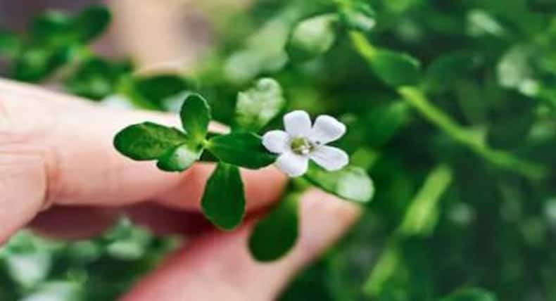 वर्ल्ड पार्किंसंस डे 2019 : आयुर्वेद में छिपा है पार्किंसंस डिजीज का इलाज, ये हैं काम के हर्ब्स