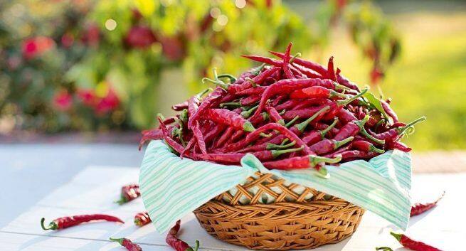 chilli prevent Parkinson disease