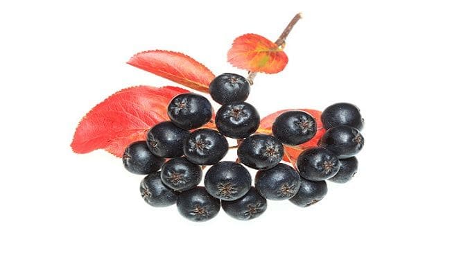 Chokeberries in porridge can boost your health: Study