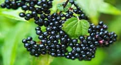 Health benefits of elderberry you need to know