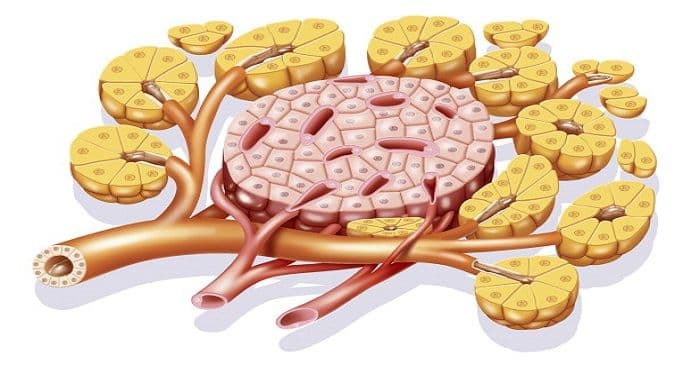 B cells gone bad could be the culprit in rheumatoid arthritis, reveals study