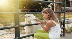 Petting zoos may transmit MDR pathogens to visitors: Study