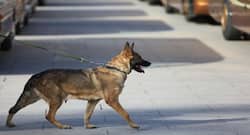 Dogs can sniff out cancer in blood with 97% accuracy