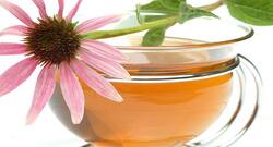 Health benefits of echinacea you should know about