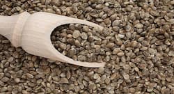 All you need to know about hemp seeds