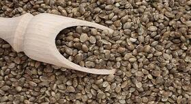 All you need to know about hemp seeds