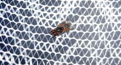 कीटनाशक से उपचारित मच्छरदानी मलेरिया के प्रकोप से बचाती है