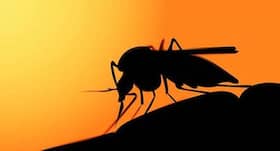 World Malaria Day 2019: 6 maladies of a mosquito bite