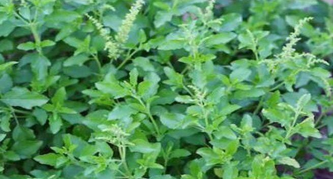 tulsi-plant