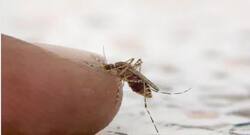 वर्ल्ड मलेरिया डे 2019 : ये 5 तरह के परजीवी बनते हैं मलेरिया बुखार का कारण, जानें इनके लक्षण
