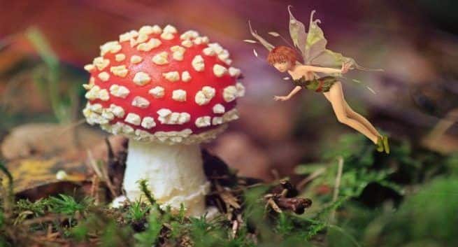 what is Candida Auris Fungus