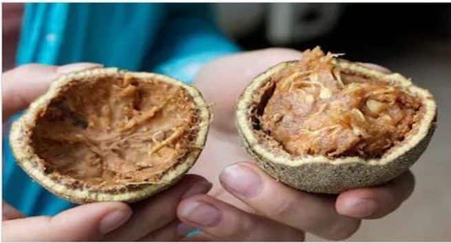 wood apple or bael benefits