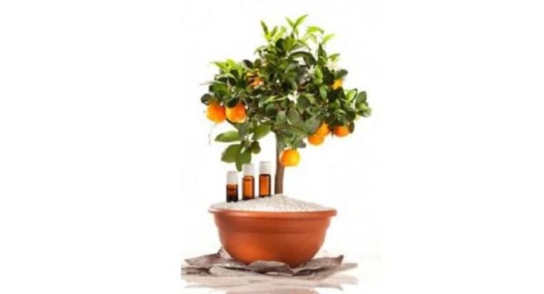 Liquorice and other herbs that can make you hypertensive