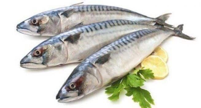 Fish