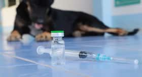 Watch out for these symptoms of rabies Watch out for these symptoms of rabies