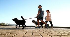 5 ways your pet can help you lose weight