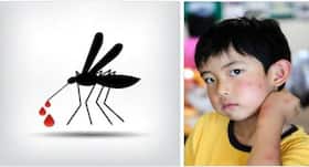 नेशनल डेंगू डे 2019 : बच्चों को बुखार हो तो करें लक्षणों पर गौर, कहीं डेंगू तो नहीं