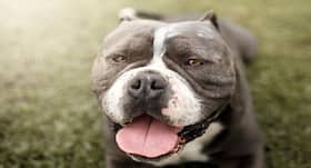 Children face highest biting risk from Pit Bulls Children face highest biting risk from Pit Bulls